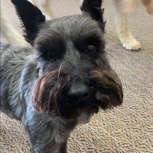 Meet your Posher, Lari